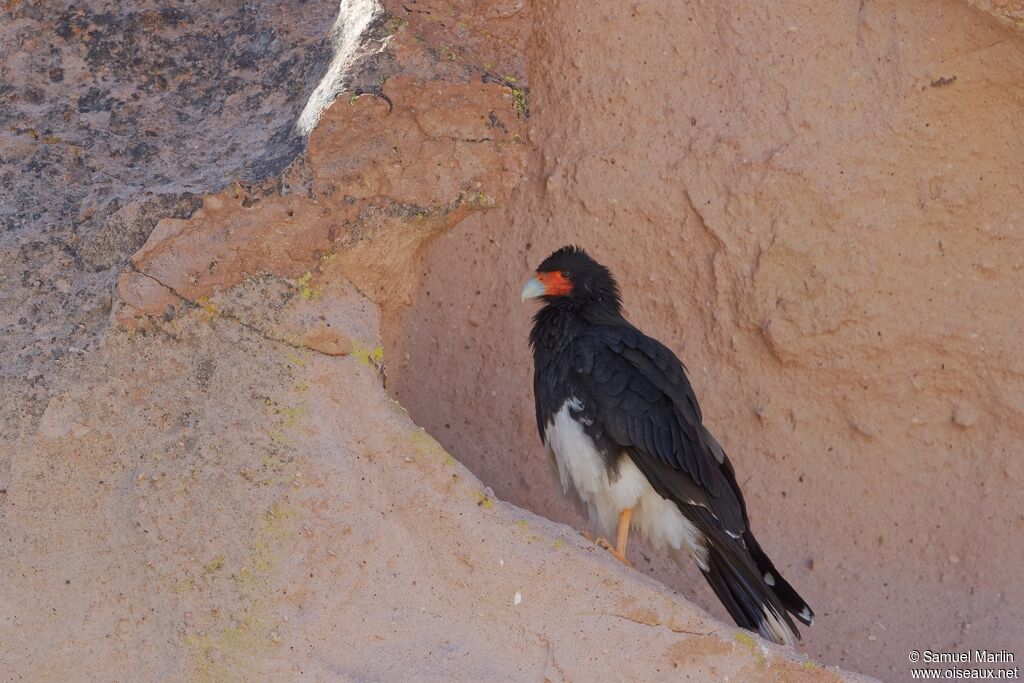 Mountain Caracaraadult