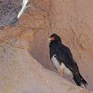 Caracara montagnard