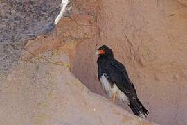 Mountain Caracara