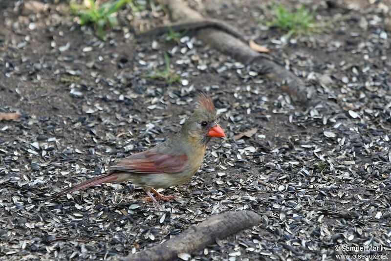Northern Cardinal female adult