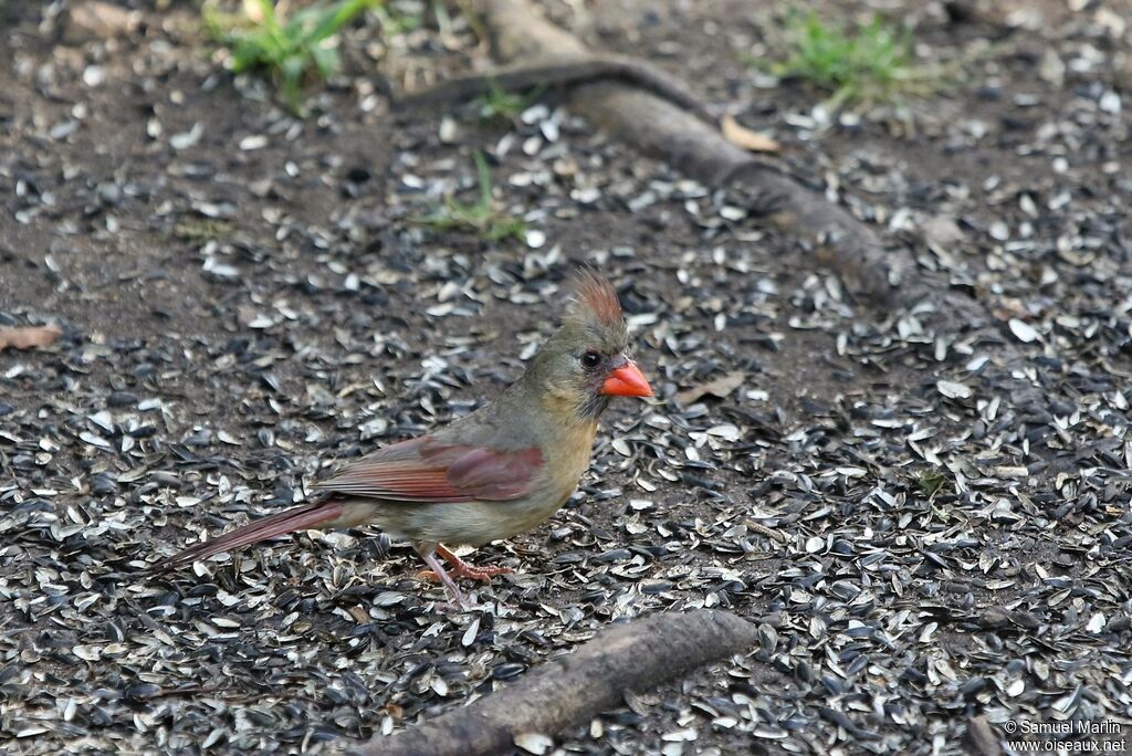 Cardinal rouge femelle adulte