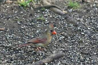 Cardinal rouge