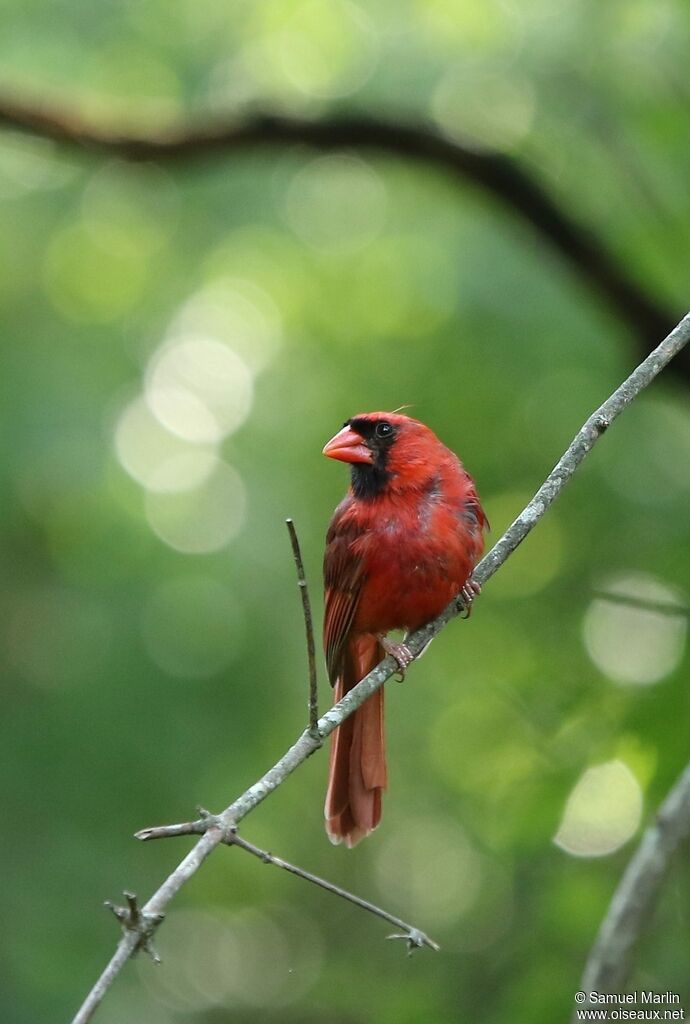 Cardinal rouge