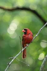 Cardinal rouge