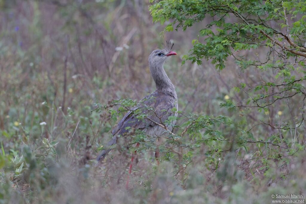 Cariama huppéadulte
