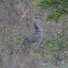 Cariama huppé