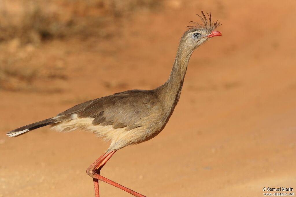 Cariama huppéadulte