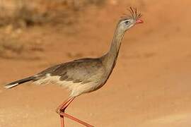 Red-legged Seriema