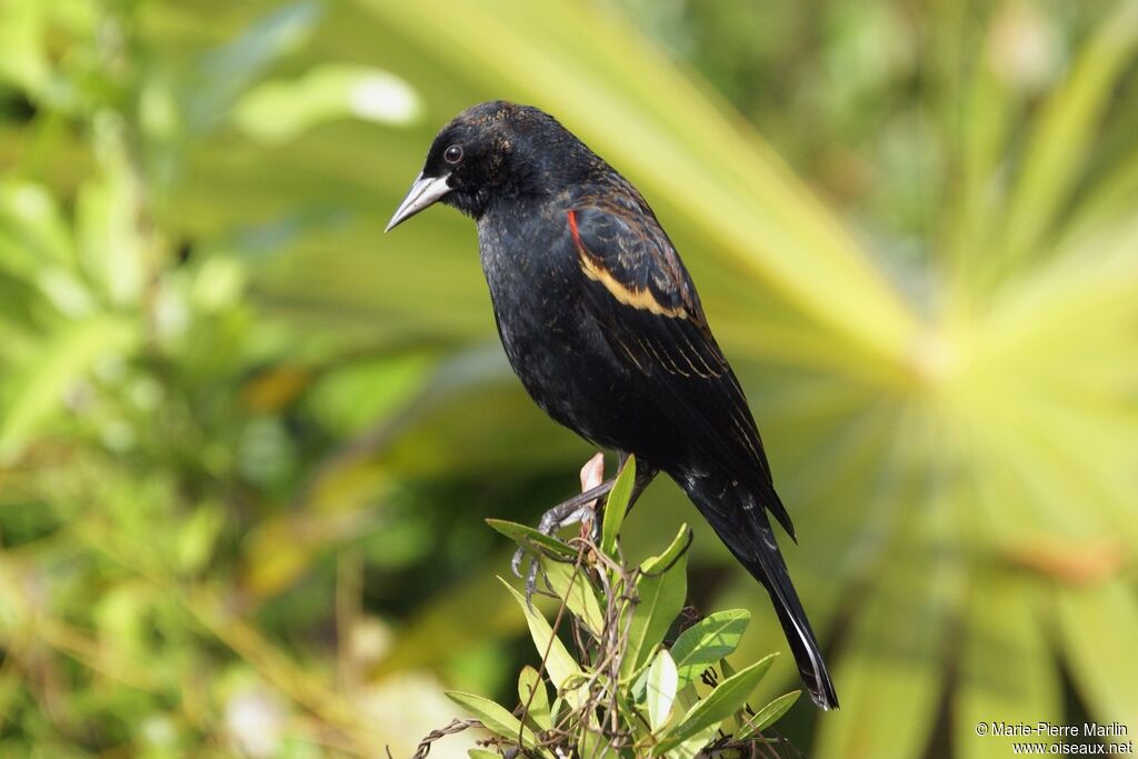 Red-winged Blackbird male adult