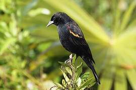 Red-winged Blackbird