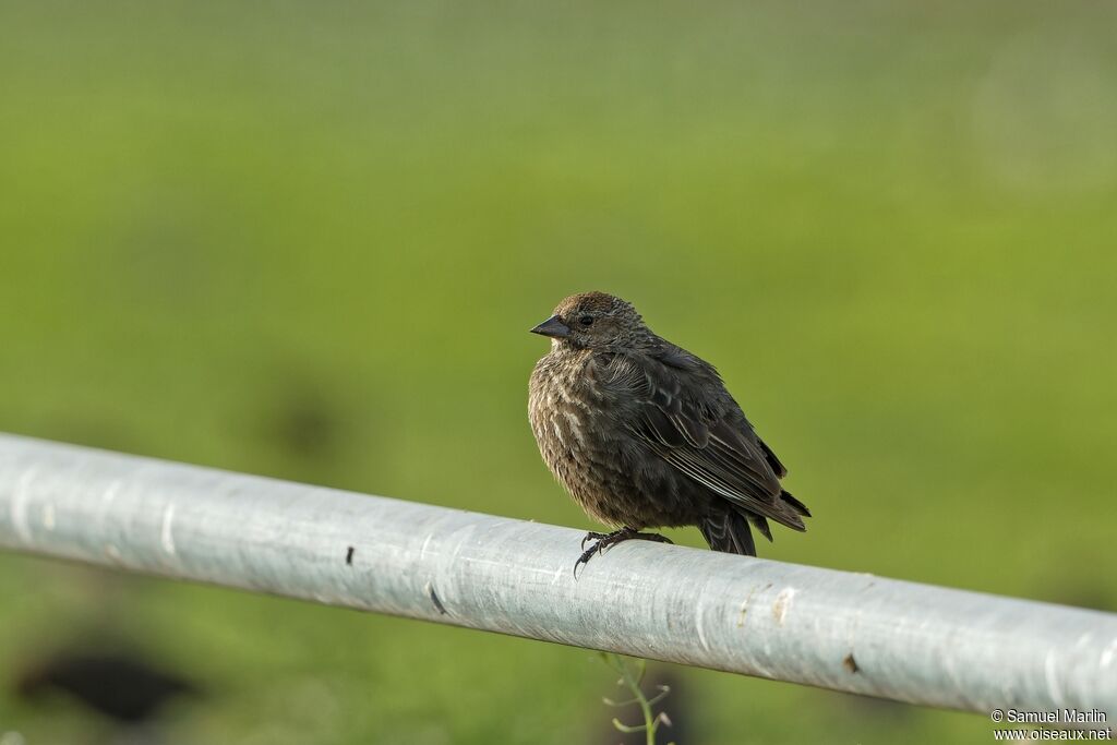 Red-winged Blackbird female adult