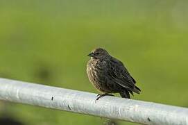 Red-winged Blackbird