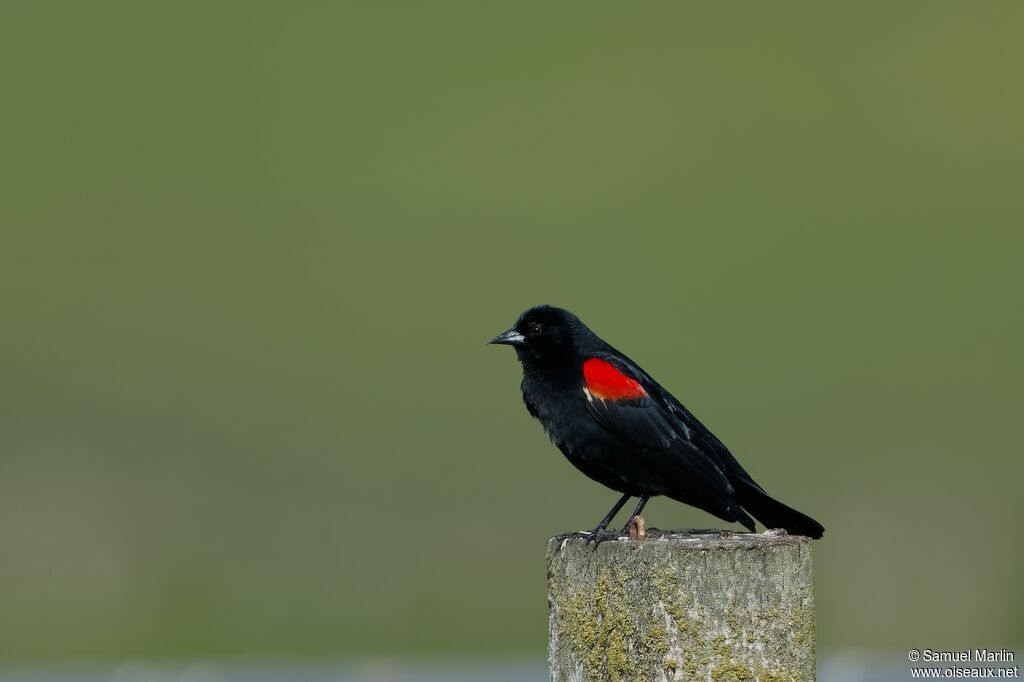 Red-winged Blackbird male adult