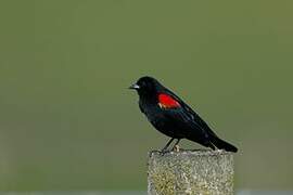 Red-winged Blackbird