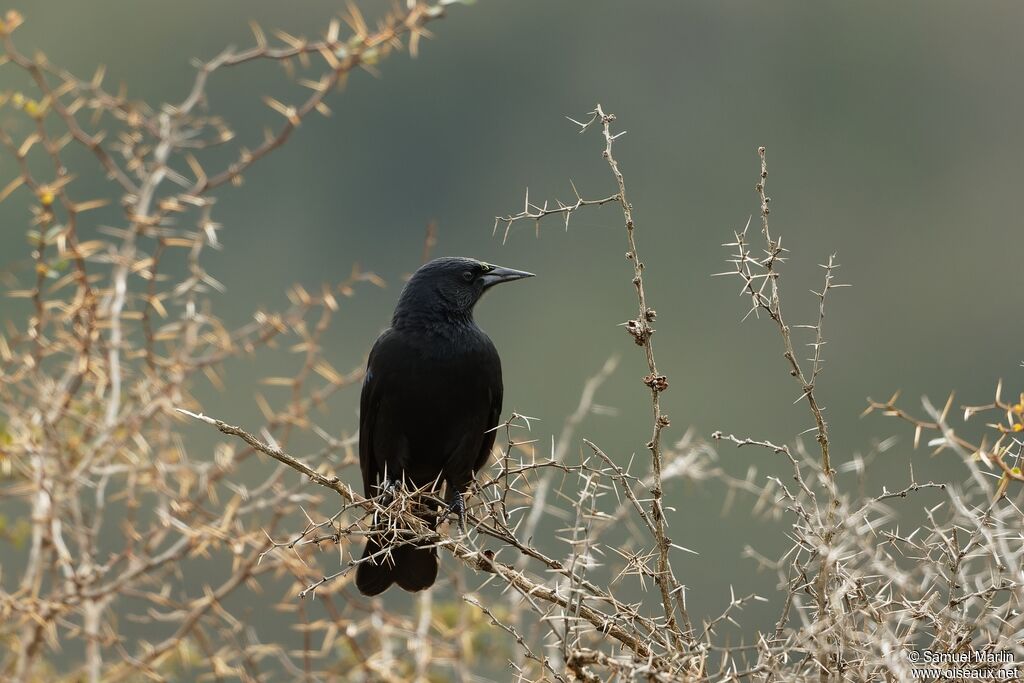 Yellow-winged Blackbird