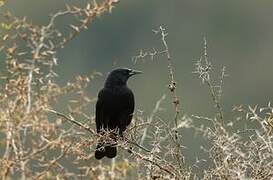 Yellow-winged Blackbird