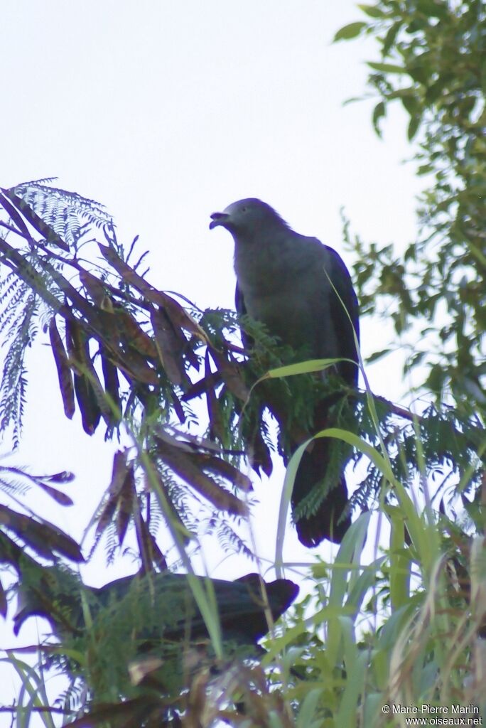 Marquesan Imperial Pigeonadult