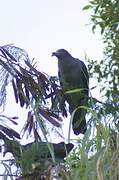 Marquesan Imperial Pigeon