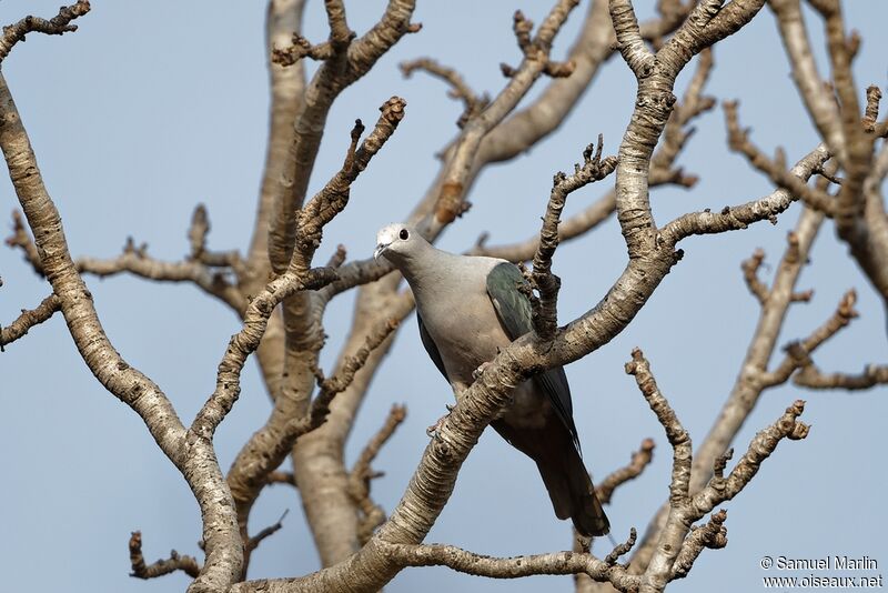 Green Imperial Pigeonadult