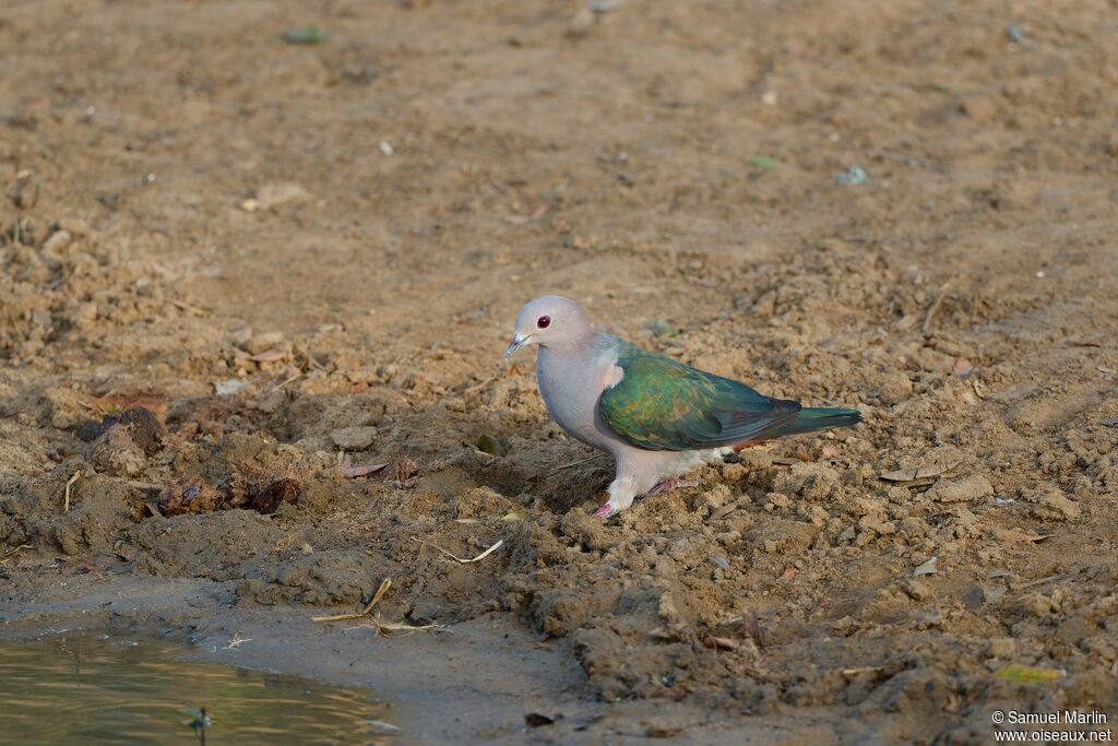 Green Imperial Pigeonadult