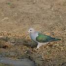 Carpophage pauline