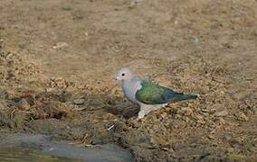 Green Imperial Pigeon