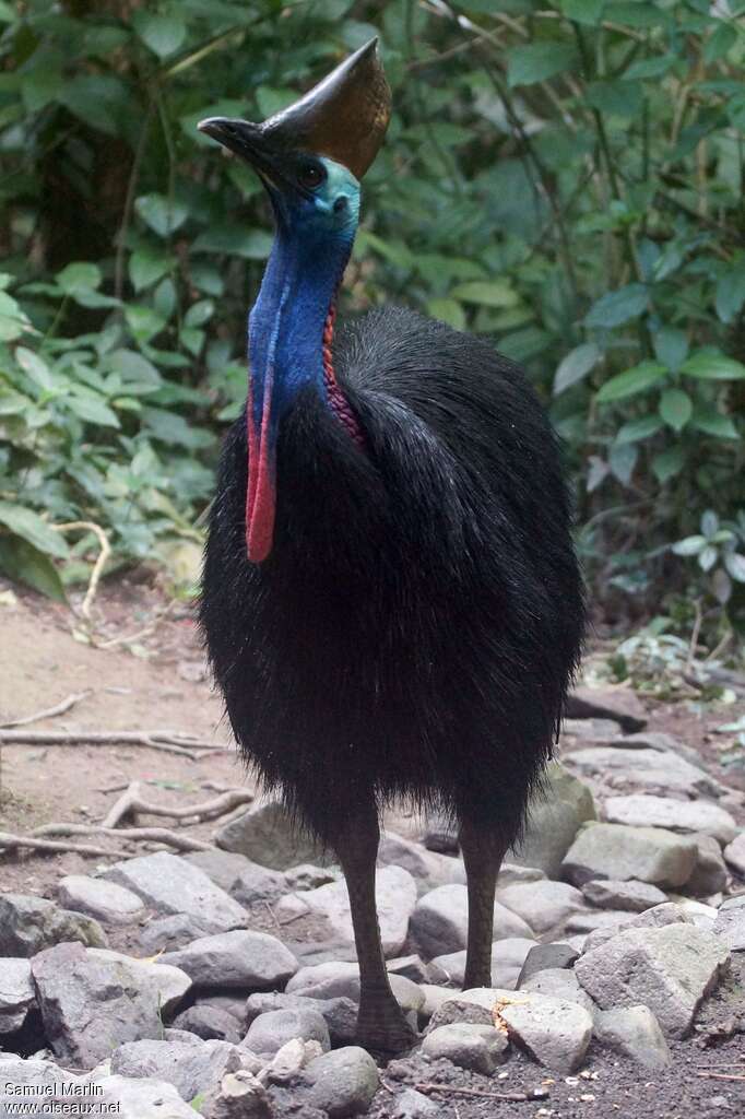 Southern Cassowary female adult, close-up portrait