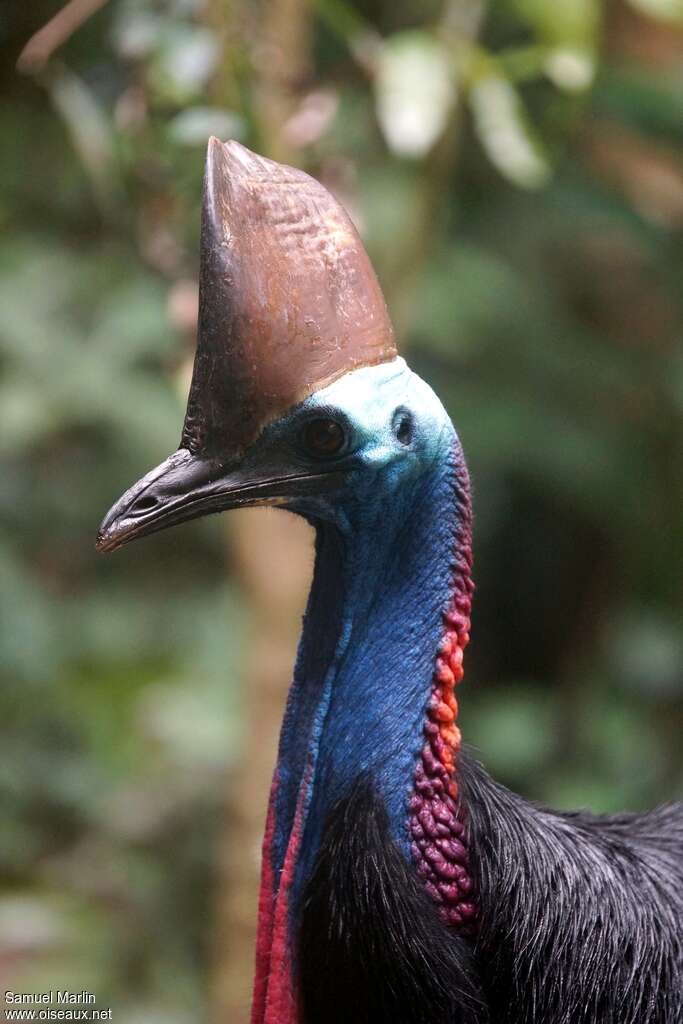 Southern Cassowary female adult, close-up portrait