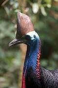 Southern Cassowary