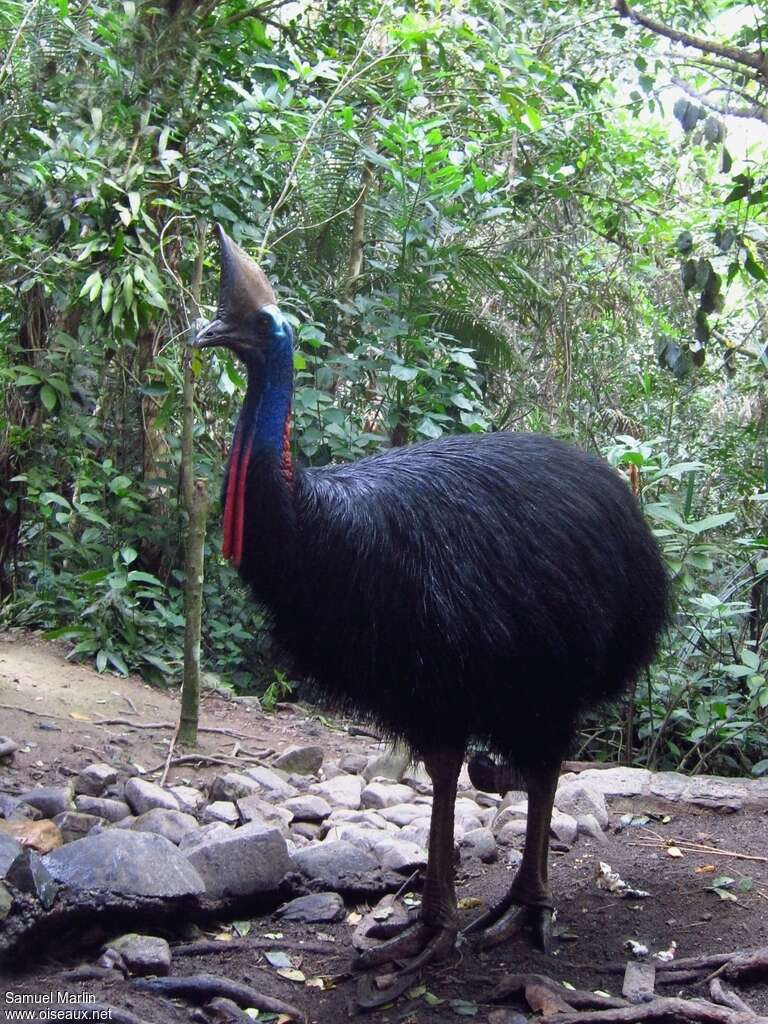 Casoar à casque femelle adulte, identification