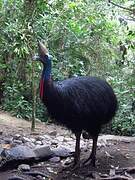 Southern Cassowary