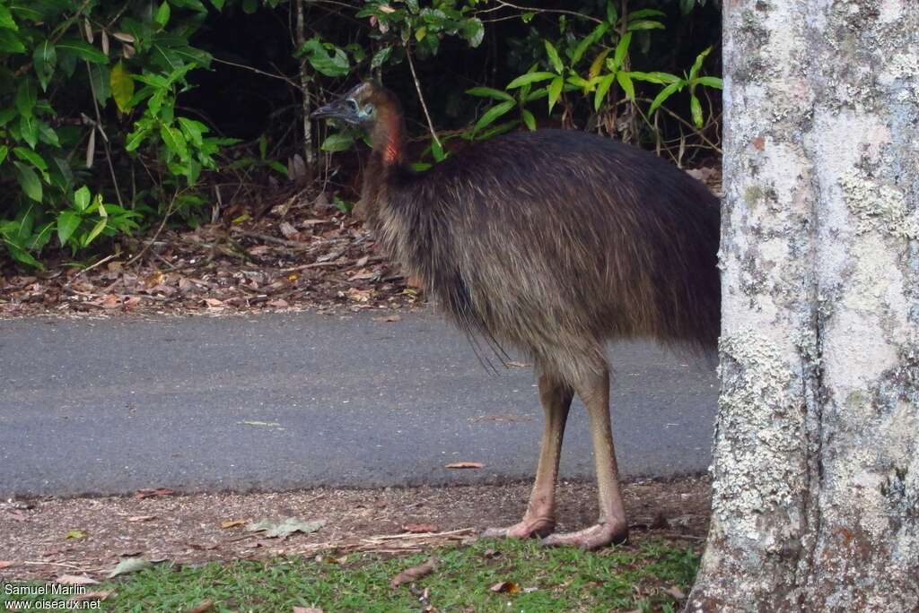 Southern Cassowaryimmature, identification