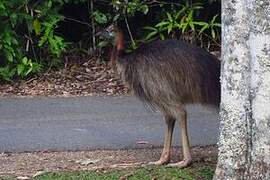 Southern Cassowary