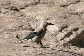 Clark's Nutcracker