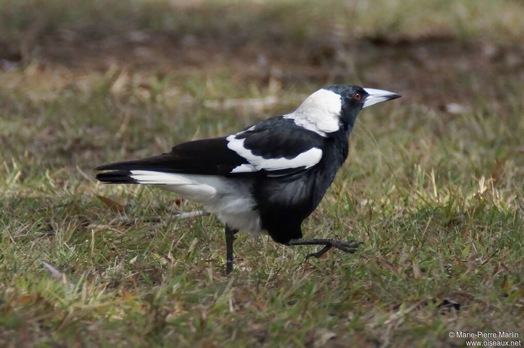 Australian Magpieadult