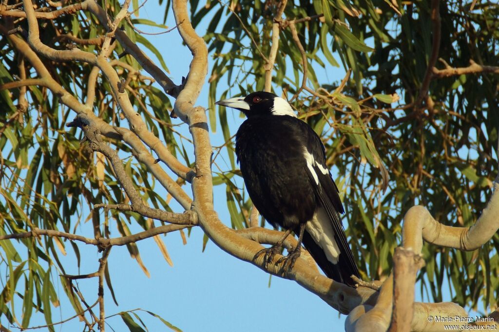 Australian Magpieadult