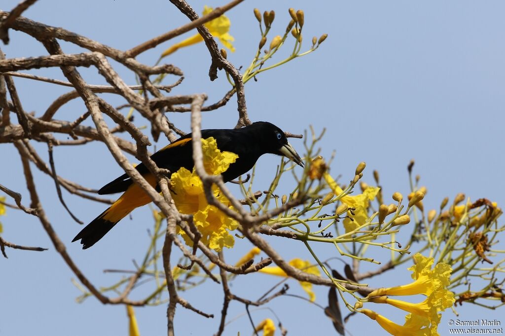 Yellow-rumped Cacique