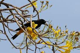 Yellow-rumped Cacique