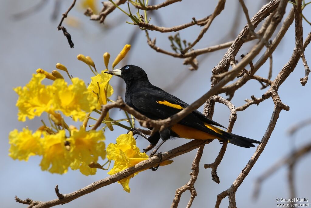 Yellow-rumped Caciqueadult