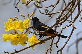 Yellow-rumped Cacique