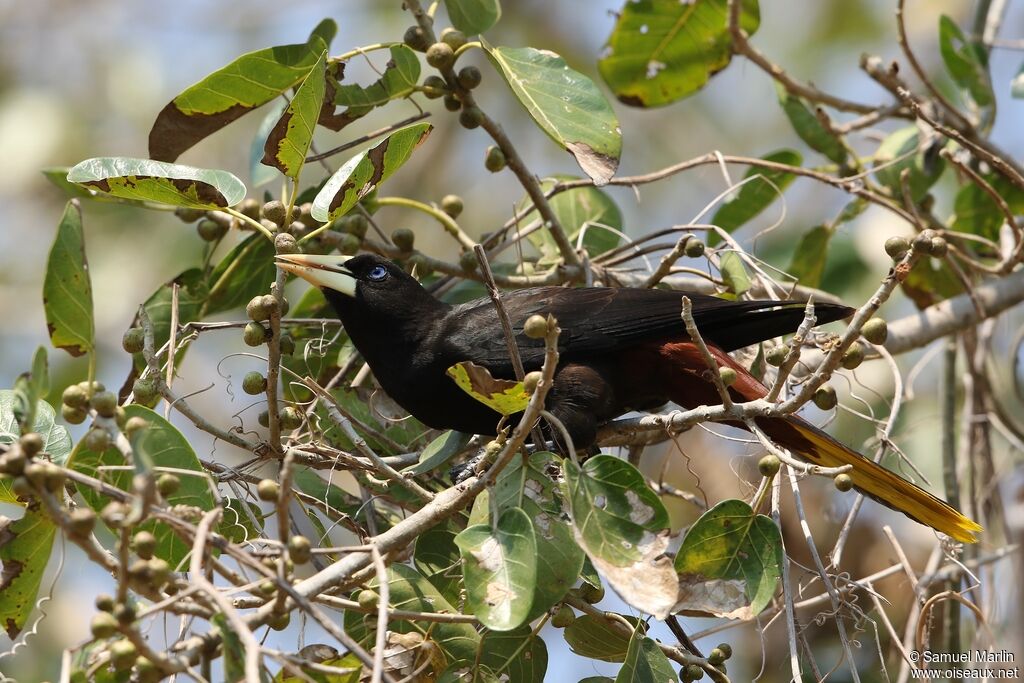 Crested Oropendolaadult