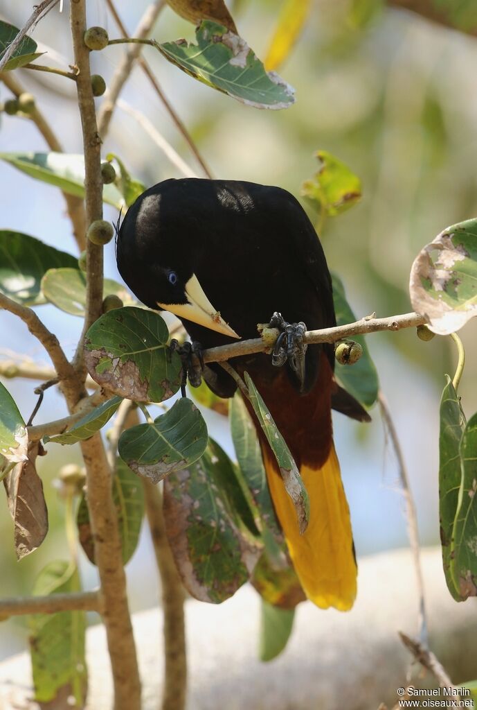 Crested Oropendolaadult, eats