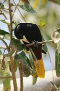 Crested Oropendola