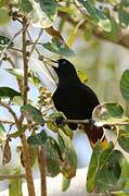 Crested Oropendola