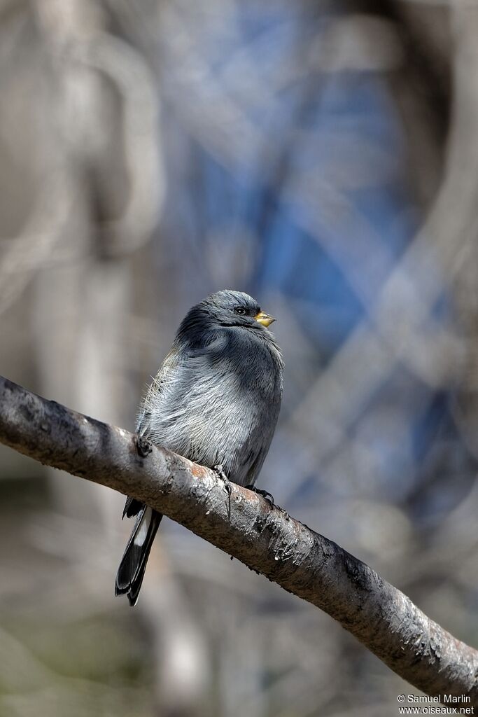 Band-tailed Seedeateradult