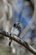 Band-tailed Seedeater