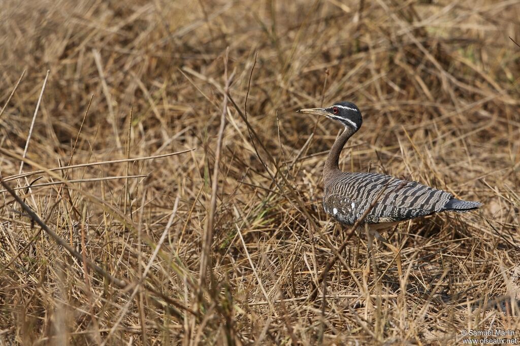 Sunbittern