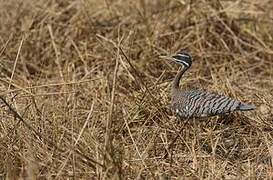 Sunbittern