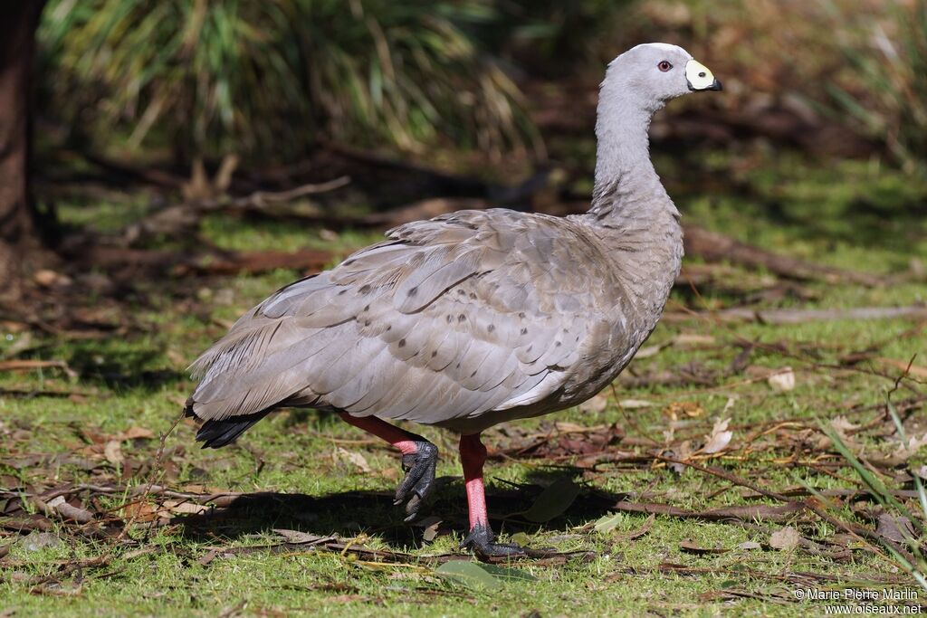 Cape Barren Gooseadult