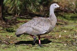 Cape Barren Goose